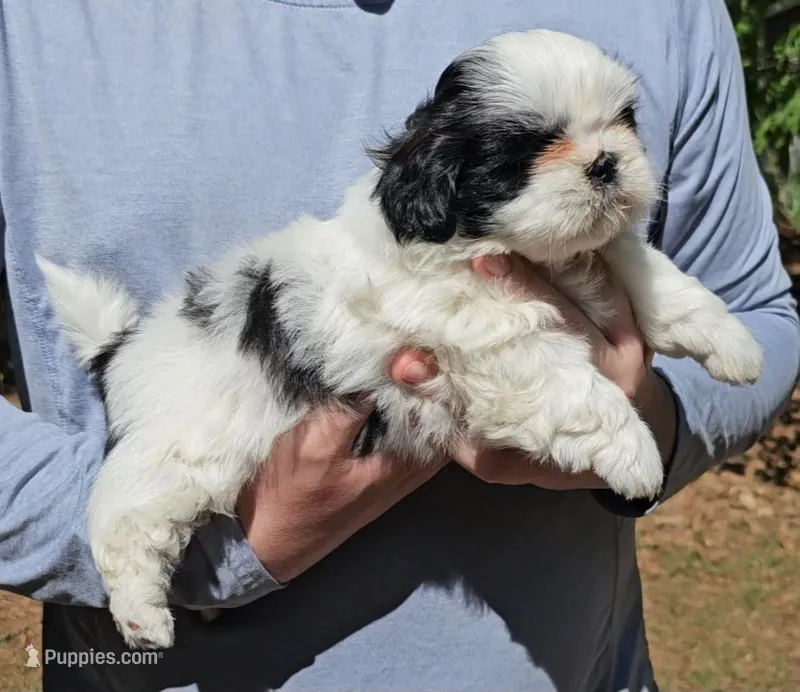 Jenn – Shih Tzu puppy for sale in Troy, NC