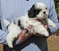Jenn, a female Shih Tzu for sale in Troy, NC – Photo 1 of 4