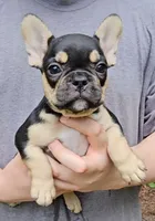 Bonnie, a female French Bulldog for sale in Troy, NC – 2 of 4
