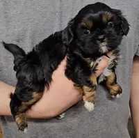 Buttons , a female Shih Tzu for sale in Troy, NC – 2 of 3