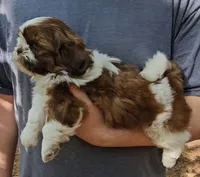 Gavin, a male Shih Tzu for sale in Troy, NC – 3 of 4