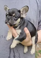 Becky, a female French Bulldog for sale in Troy, NC – 3 of 4