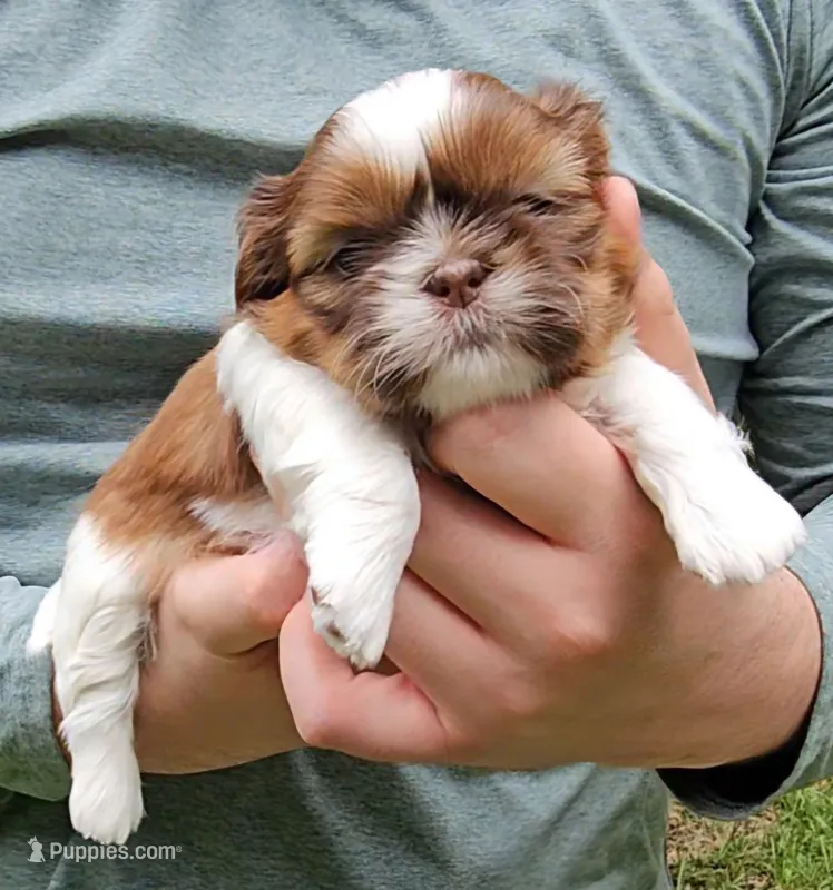 Tara – Shih Tzu puppy for sale in Troy, NC