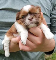 Tara, a female Shih Tzu for sale in Troy, NC – 1 of 4
