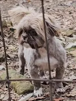 Boy 2, a male Shih Tzu for sale in Troy, NC – Photo 5 of 6