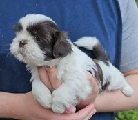 Boy 2, a male Shih Tzu for sale in Troy, NC – Photo 3 of 6
