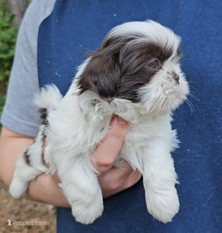 Boy 2, a male Shih Tzu for sale in Troy, NC – Photo 1 of 6