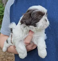 Boy 2, a male Shih Tzu for sale in Troy, NC – Photo 1 of 6