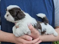 Boy 2, a male Shih Tzu for sale in Troy, NC – Photo 2 of 6