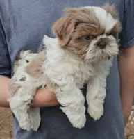 Tommy, a male Shih Tzu for sale in Troy, NC – 2 of 3