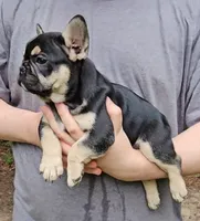 Brutus, a male French Bulldog for sale in Troy, NC – 3 of 3