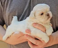 Snowball, a male Shih Tzu for sale in Troy, NC – 1 of 2