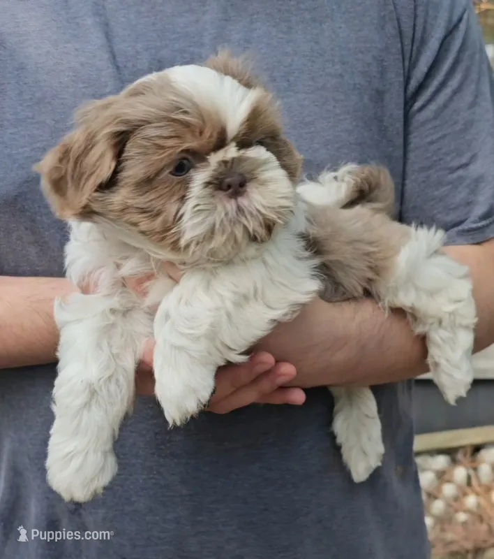 Tommy – Shih Tzu puppy for sale in Troy, NC