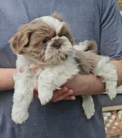 Tommy, a male Shih Tzu for sale in Troy, NC – 1 of 3
