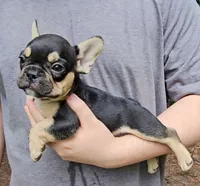 Bonnie, a female French Bulldog for sale in Troy, NC – 4 of 4