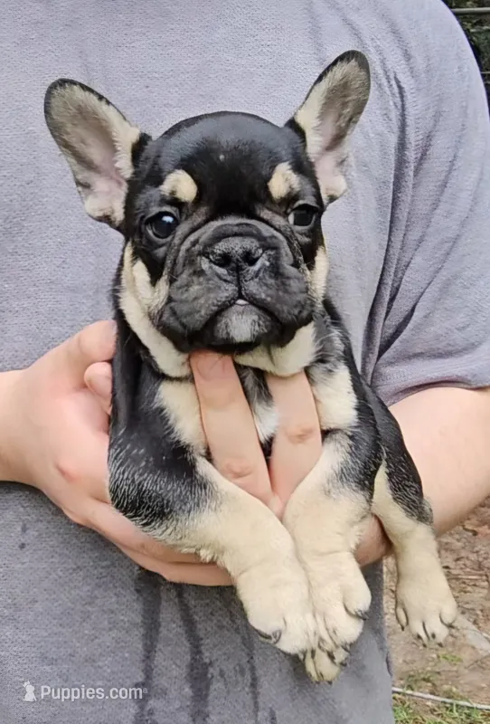 Brutus – French Bulldog puppy for sale in Troy, NC