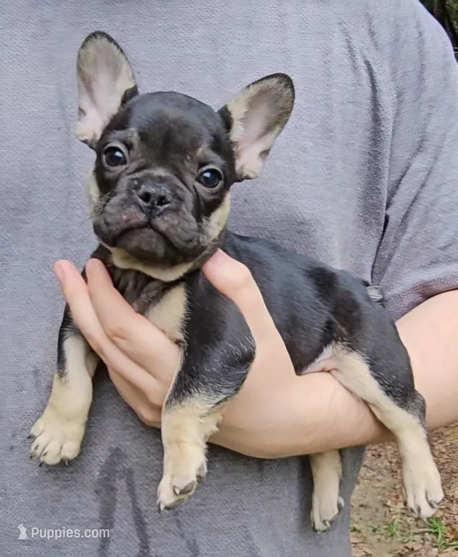 Butch – French Bulldog puppy for sale in Troy, NC