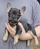 Butch, a male French Bulldog for sale in Troy, NC – 1 of 2