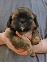 Buddy, a male Shih Tzu for sale in Troy, NC – 2 of 5