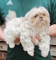 Snowball, a male Shih Tzu for sale in Troy, NC – 5 of 5