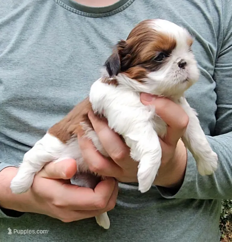 Tina – Shih Tzu puppy for sale in Troy, NC