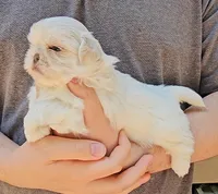 Snowball, a male Shih Tzu for sale in Troy, NC – 2 of 2