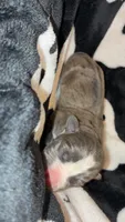 Pit pups , a male American Pit Bull Terrier and Miniature Pinscher for sale in Dunnellon, FL – 3 of 5