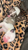 Pit pups , a male American Pit Bull Terrier and Miniature Pinscher for sale in Dunnellon, FL – 5 of 5