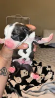 Pit pups , a male American Pit Bull Terrier and Miniature Pinscher for sale in Dunnellon, FL – 2 of 5