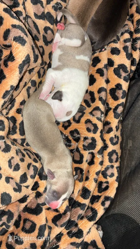 Pit pups  – American Pit Bull Terrier, Miniature Pinscher puppy for sale in Dunnellon, FL