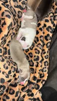 Pit pups , a male American Pit Bull Terrier and Miniature Pinscher for sale in Dunnellon, FL – 1 of 5