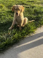 Golden love , a female Golden Retriever for sale in San Jacinto, CA – 5 of 5