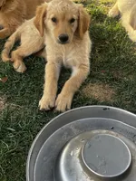 Golden love , a female Golden Retriever for sale in San Jacinto, CA – 3 of 5