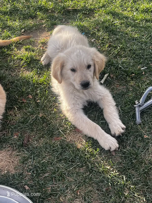 Golden love  – Golden Retriever puppy for sale in San Jacinto, CA