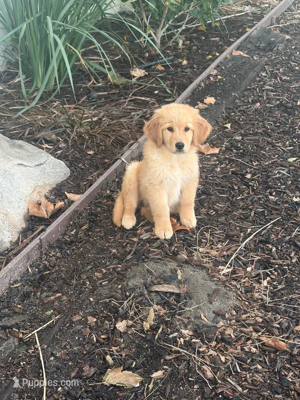 Golden loves  – Golden Retriever puppy for sale in San Jacinto, CA