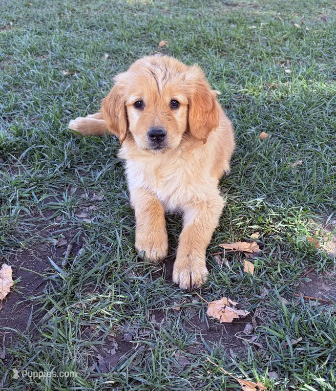 Golden loves  – Golden Retriever puppy for sale in San Jacinto, CA