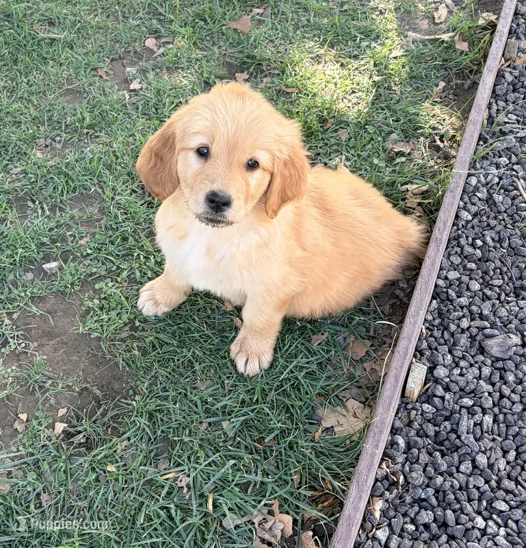 Golden loves  – Golden Retriever puppy for sale in San Jacinto, CA