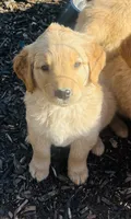 Golden love , a female Golden Retriever for sale in San Jacinto, CA – 1 of 3