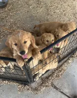Golden love, a male Golden Retriever for sale in San Jacinto, CA – Photo 5 of 5