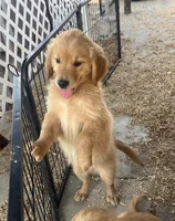 Golden love, a male Golden Retriever for sale in San Jacinto, CA – Photo 3 of 5