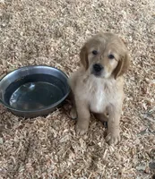 Golden love, a male Golden Retriever for sale in San Jacinto, CA – Photo 1 of 5