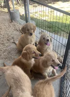 Golden love, a male Golden Retriever for sale in San Jacinto, CA – Photo 2 of 5