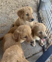 Golden love, a male Golden Retriever for sale in San Jacinto, CA – Photo 4 of 5