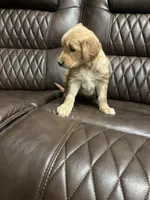 Golden love, a female Golden Retriever for sale in San Jacinto, CA – Photo 3 of 3