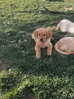 Golden love , a female Golden Retriever for sale in San Jacinto, CA – 4 of 5