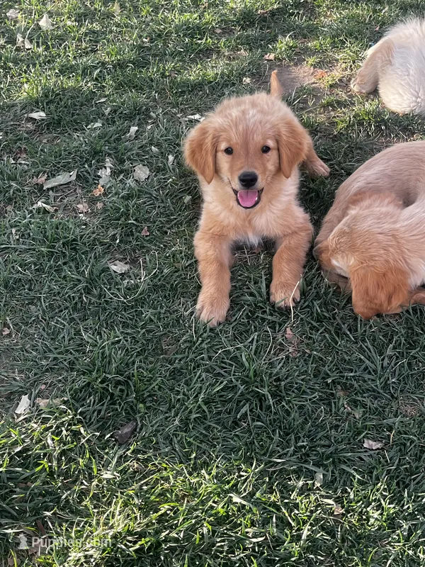 Golden love  – Golden Retriever puppy for sale in San Jacinto, CA