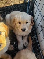 Golden love , a female Golden Retriever for sale in San Jacinto, CA – 3 of 3