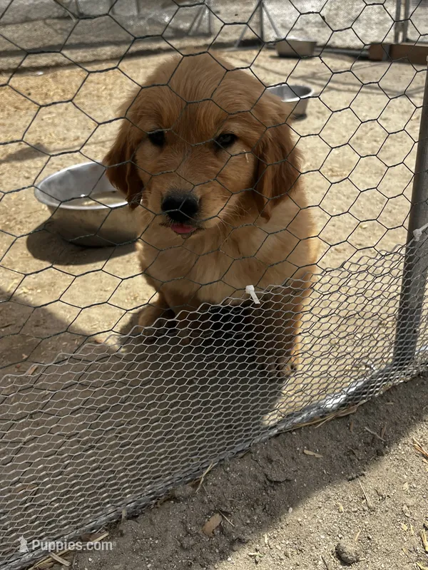 Golden pupp – Golden Retriever puppy for sale in San Jacinto, CA