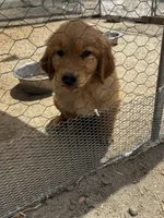 Golden pupp, a male Golden Retriever for sale in San Jacinto, CA – 1 of 1