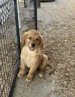 Golden hug, a female Golden Retriever for sale in San Jacinto, CA – Photo 2 of 3